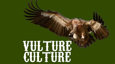 cultured vultures|More.